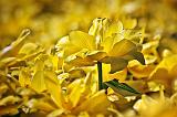 Yellow Tulips_25214